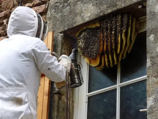 Bee Removal Action